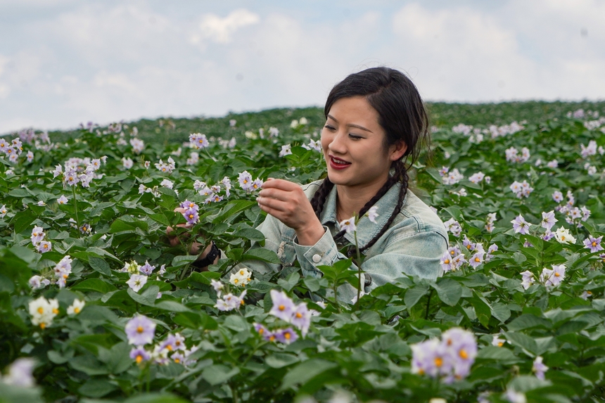 6月23日，在威宁自治县雪山镇马铃薯种植基地，马铃薯花肆意绽放，游客在拍照打卡。