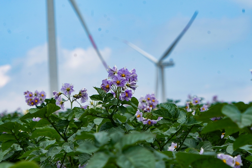 6月23日，在威宁自治县雪山镇马铃薯种植基地，马铃薯花肆意绽放。