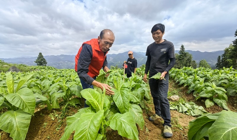 贵州思南：烤烟管护正当时 农技专家“把脉”保丰收