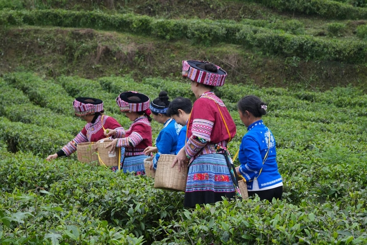 游客身着苗族服饰采摘茶叶.jpg