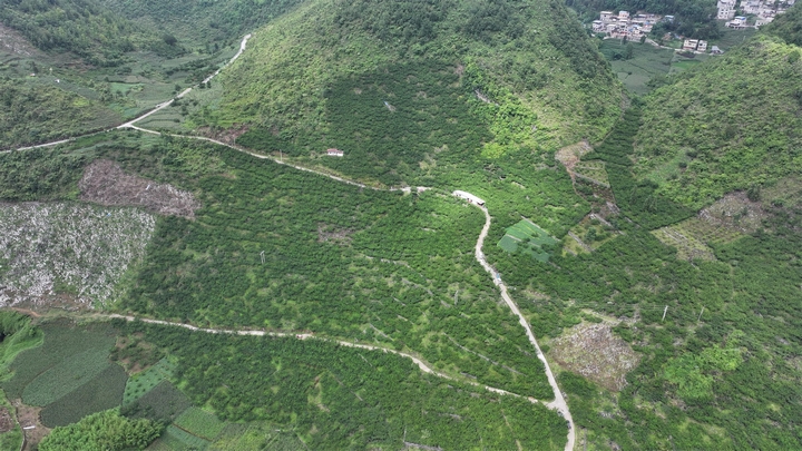 羅甸縣木引鎮把壩村光躍蜂糖李種植基地一角.jpg
