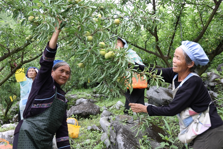 果農採摘蜂糖李.JPG
