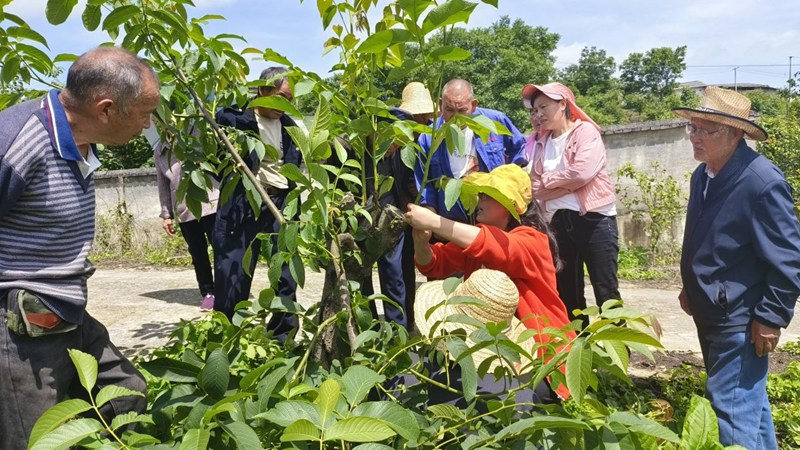 贵州省林业科学研究院核桃研究所专家服务团深入息烽县青山苗族乡绿化村为群众讲解核桃嫁接技术。