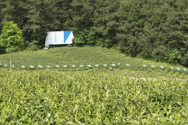 翟家坝村白茶基地.jpg