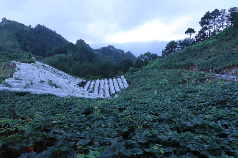 水晶葡萄种植基地。