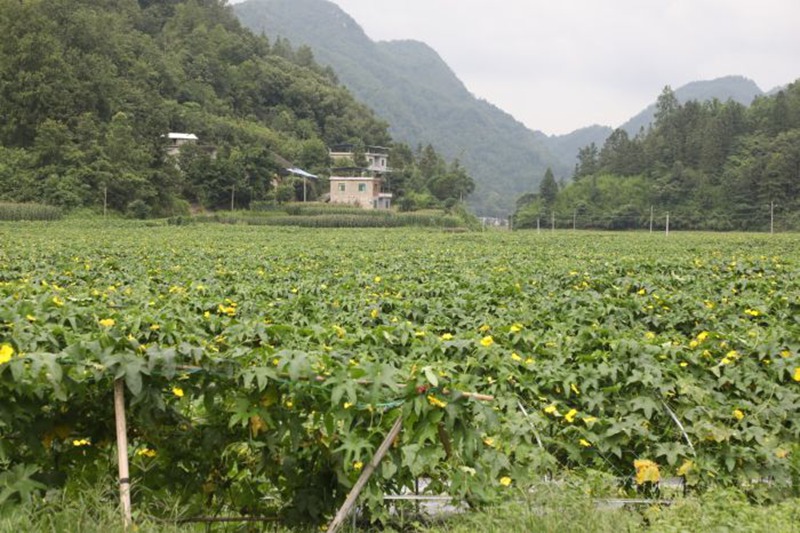 逢亭镇的蔬菜长势喜人。