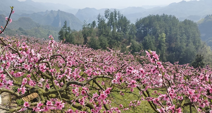 圖為： 桃花盛開時的美景。胡曉嫻 攝.jpg