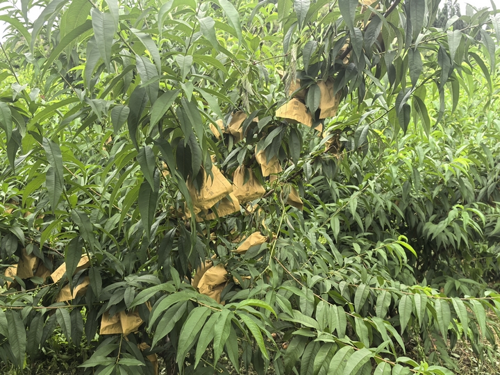 每個黃桃都套袋養護，避免鳥兒啄壞。