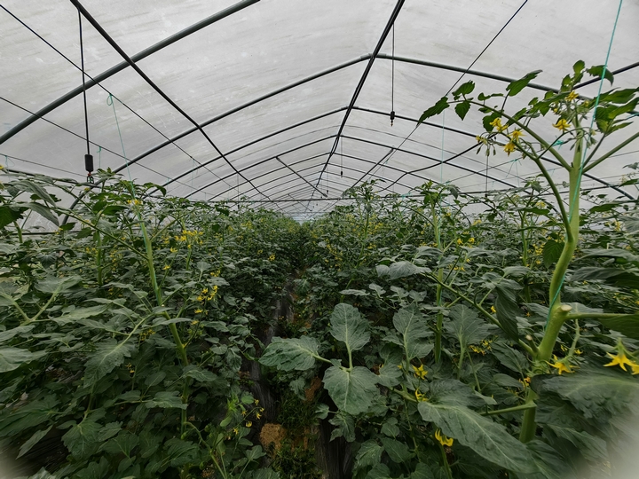 大棚番茄園，滿目好生機。