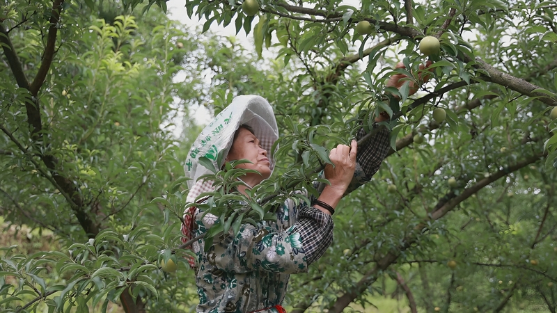 工人正在采摘蜂糖李。
