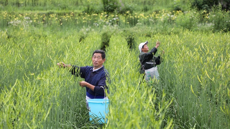 貴州石阡：4800畝黃花菜進入採摘季。