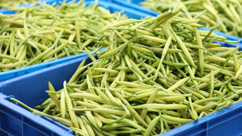 貴州石阡：4800畝黃花菜進入採摘季。