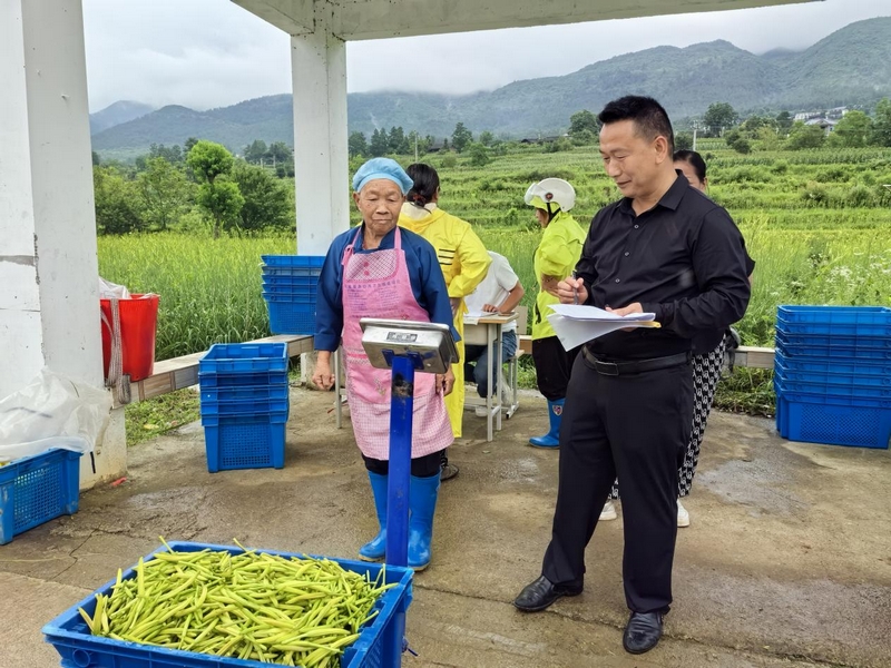貴州石阡：4800畝黃花菜進入採摘季。