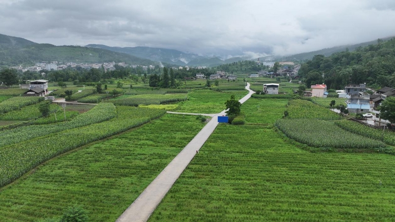 貴州石阡：4800畝黃花菜進入採摘季。