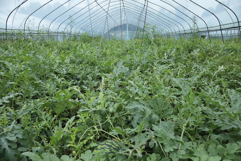 七星關區青龍街道河尾社區麒麟西瓜種植基地。