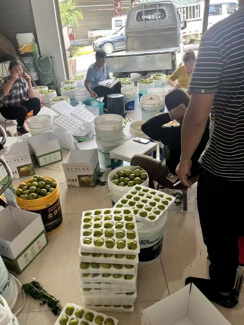 翁昭蜂糖李批发现场。