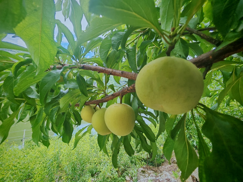 缀满枝头的蜂糖李。
