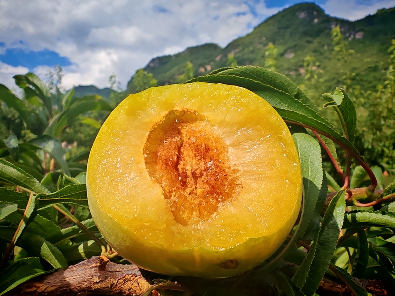 蜂糖李特写。