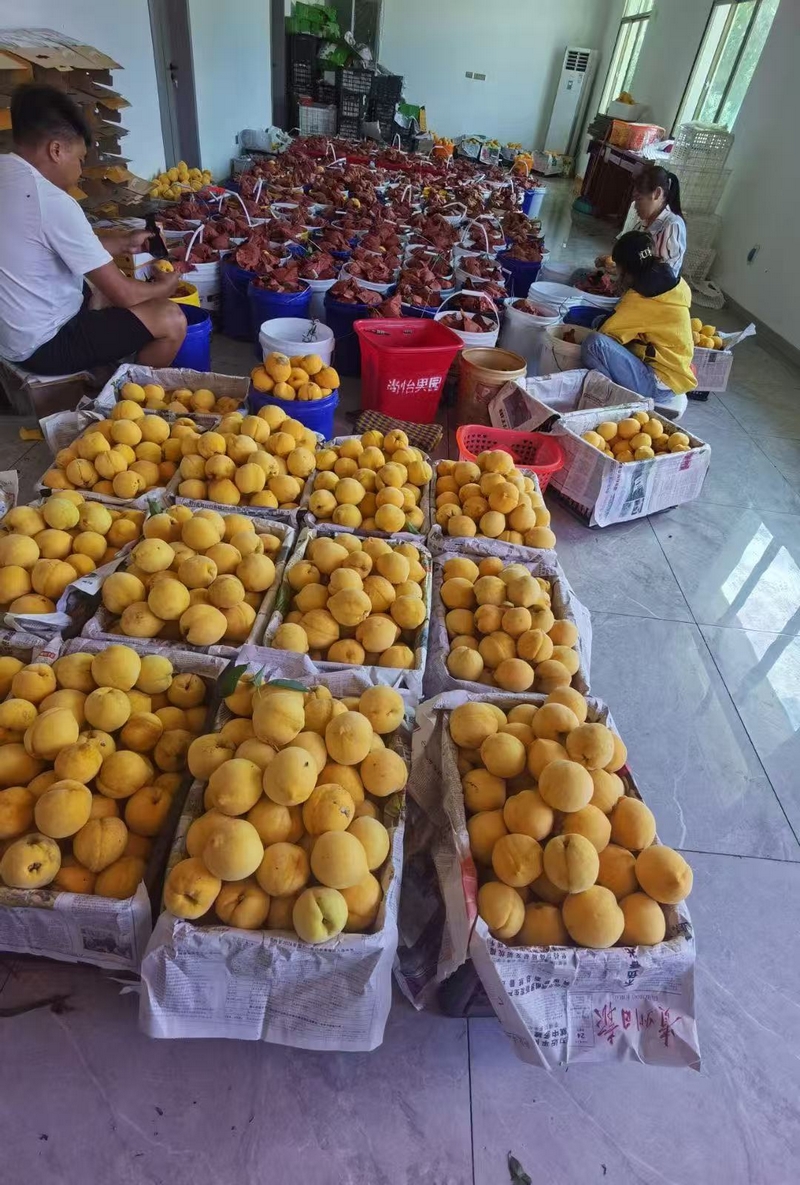 黄桃打包现场。