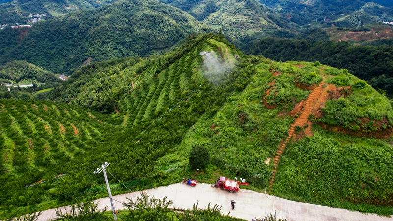 貴州羅甸：無人機“飛防”賦能山地農業降本增效。