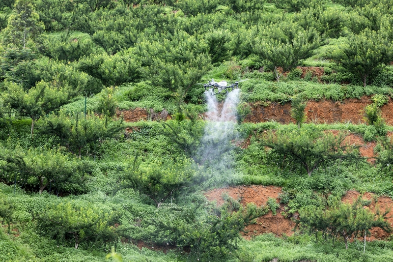 贵州罗甸：无人机“飞防”赋能山地农业降本增效。