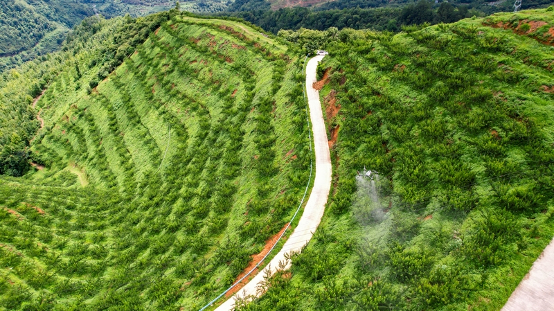 貴州羅甸：無人機“飛防”賦能山地農業降本增效。