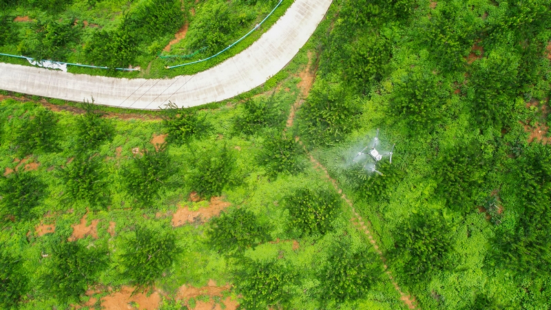 貴州羅甸：無人機“飛防”賦能山地農業降本增效【13】