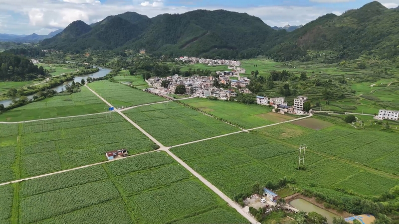 黃土村高粱種植基地。