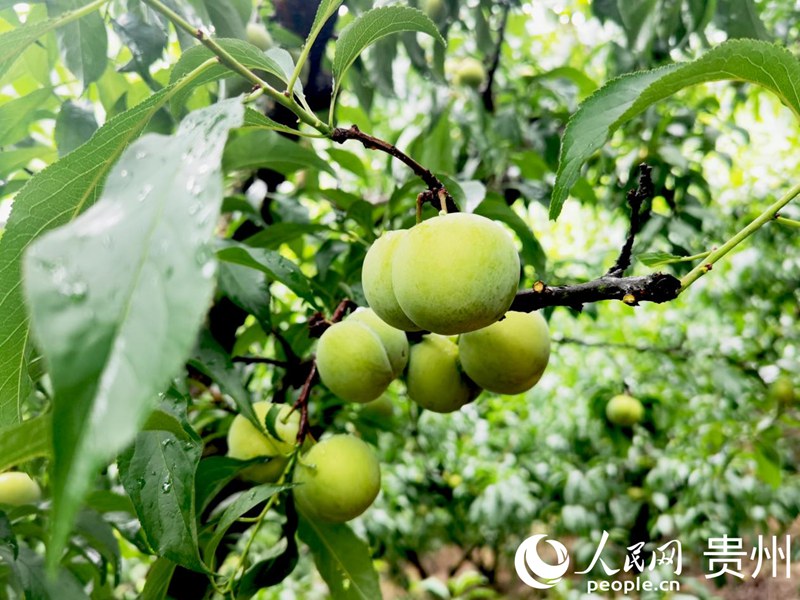青黄相间的蜂糖李。人民网记者 王秀芳摄