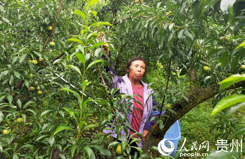 皮昌芬正在采摘蜂糖李。人民网记者 王秀芳摄