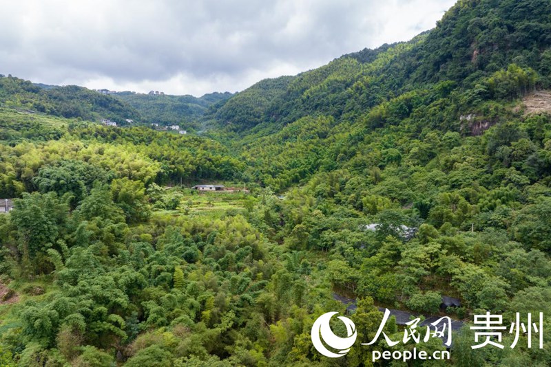 航拍贵州省遵义市赤水市长期镇兴旺村石斛种植基地。人民网记者 涂敏 摄