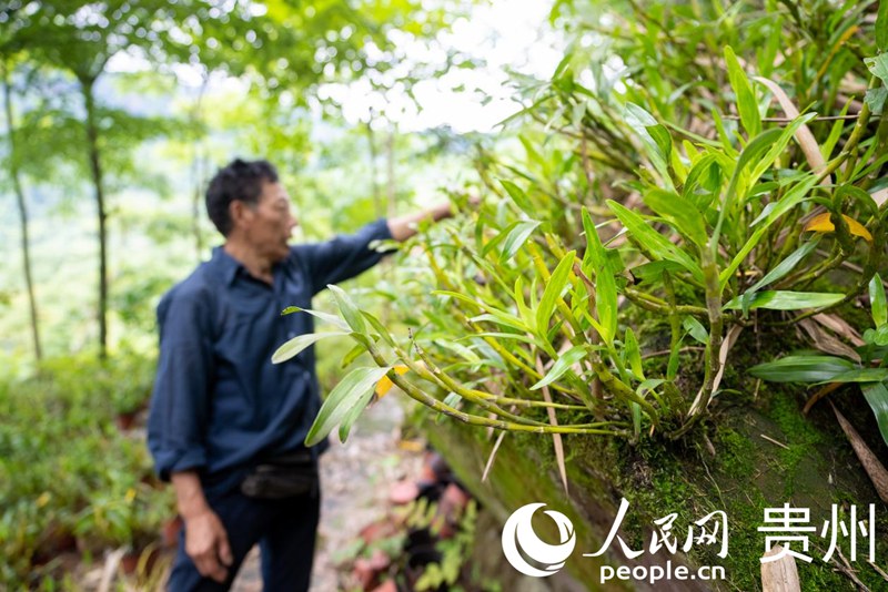白明金在林下石斛种植基地内查看石斛长势。人民网记者 涂敏 摄