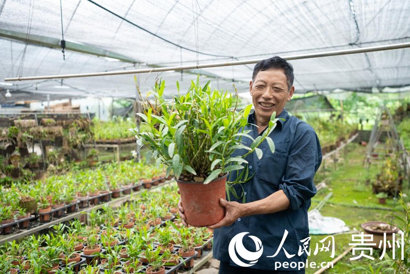 白明金向记者展示种植的盆栽石斛。人民网记者 涂敏摄