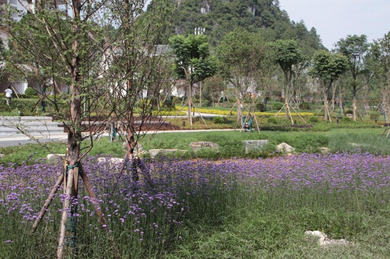 金牛湖公园里的马鞭草与周围绿植交织。安顺市委宣传部供图