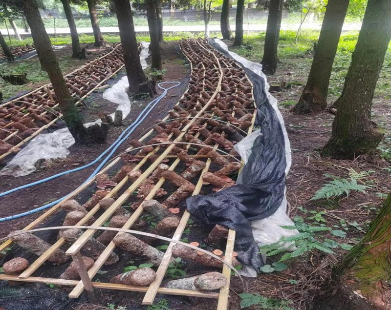 息烽县石硐镇大洪村林下食用菌种植基地。杨学义摄