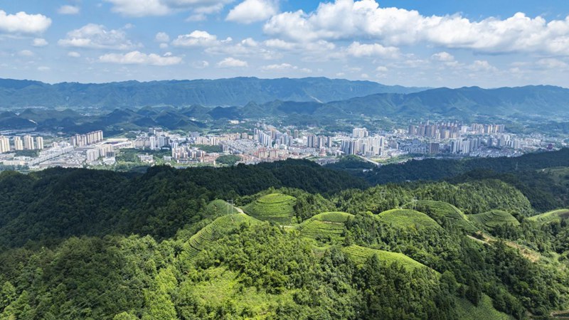 湄潭县象山茶坡五马槽。罗德雄 摄