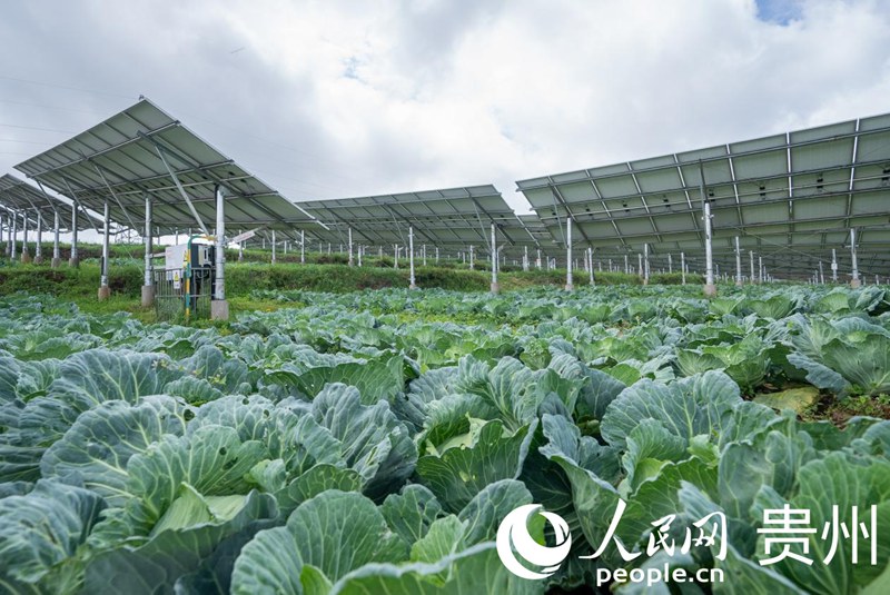 光伏板下种植的蔬菜。人民网记者 涂敏摄