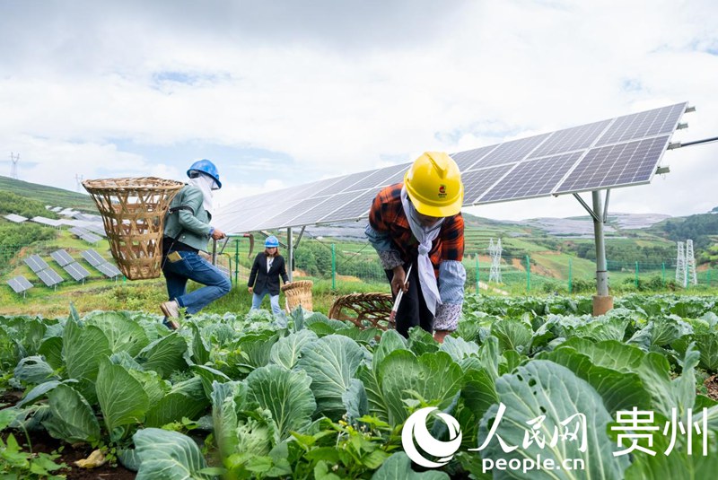 光伏板下种植的蔬菜。人民网记者 涂敏 摄