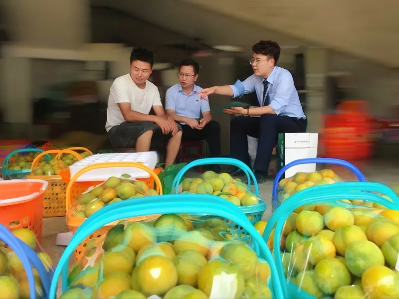 邮储银行安顺市分行客户经理走访六马蜂糖李种植户。