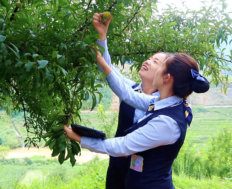 邮储银行安顺市分行员工走访六马蜂糖李种植基地。