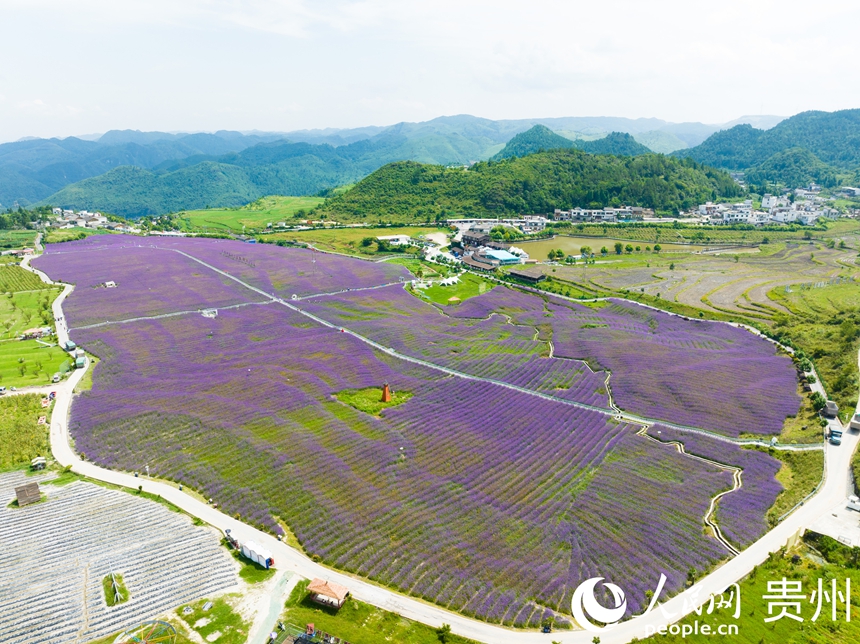 航拍高坡马鞭草花海。人民网 阳茜摄