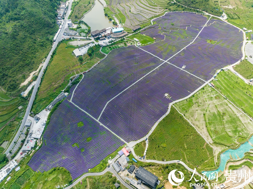 航拍高坡马鞭草花海。人民网 阳茜摄