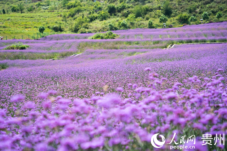 面积约300亩的高坡马鞭草花海。人民网 阳茜摄