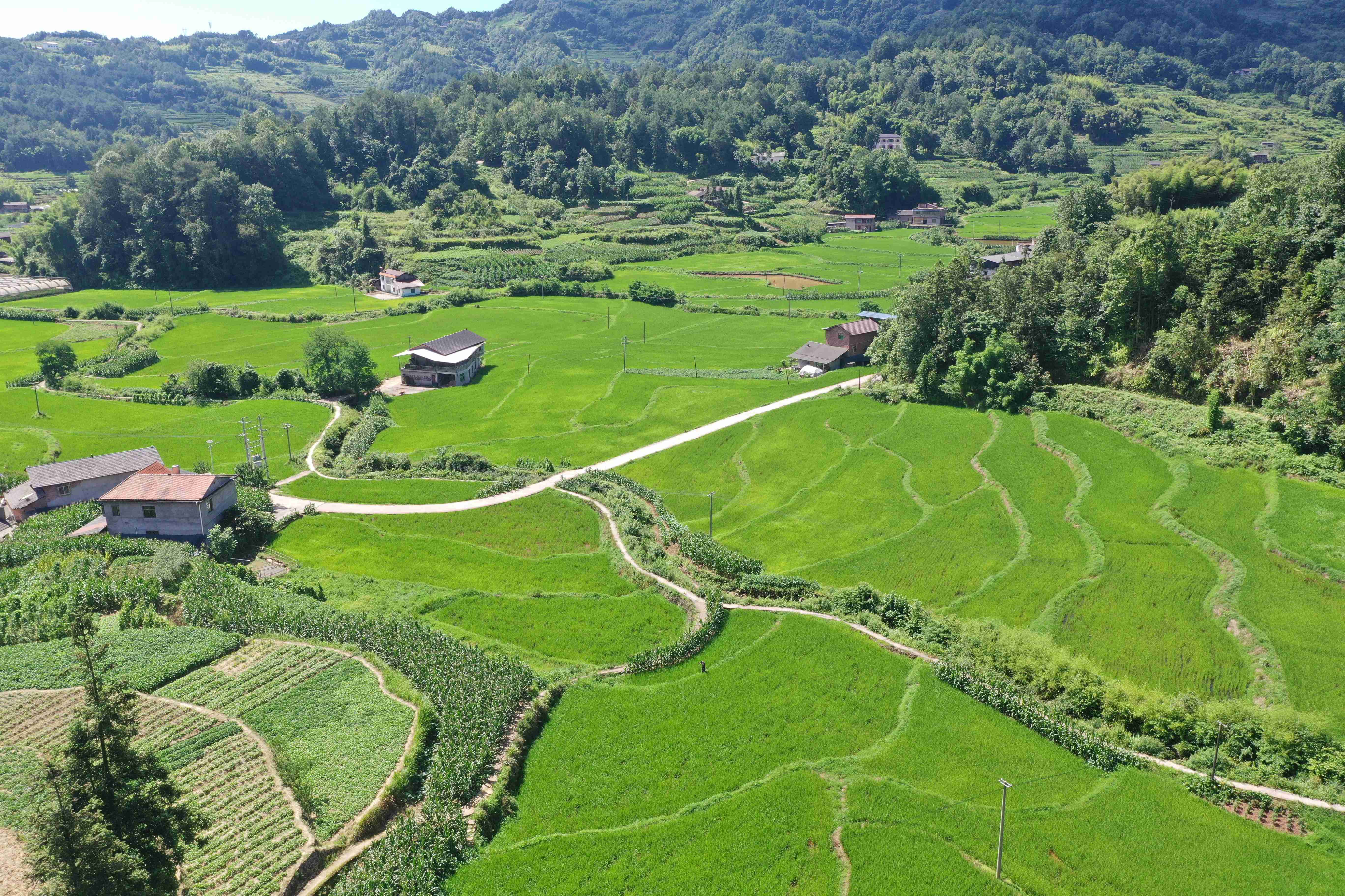 丁山壩區連片種植的水稻。稅會靜攝