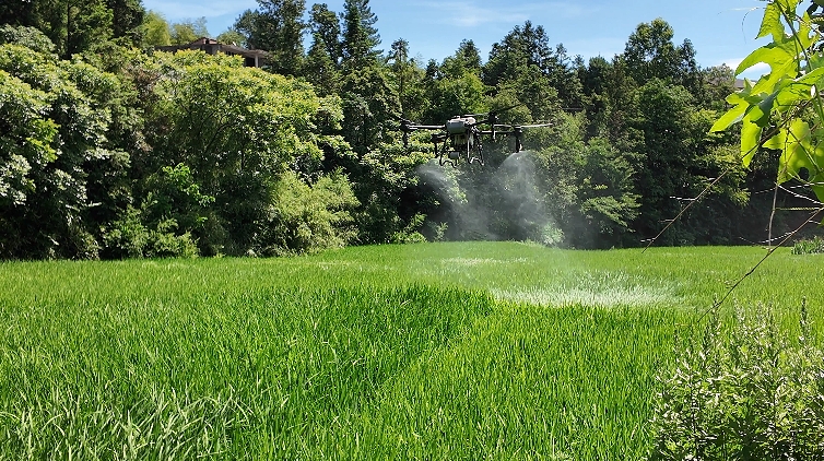 無人植保機正在對水稻開展病虫害防治。稅會靜攝