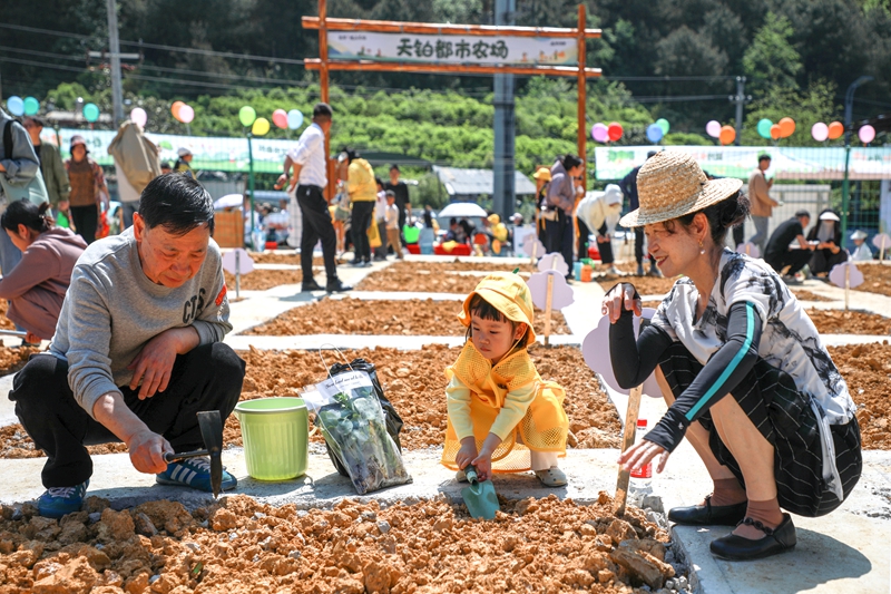 观山天铂都市农场。张婷摄
