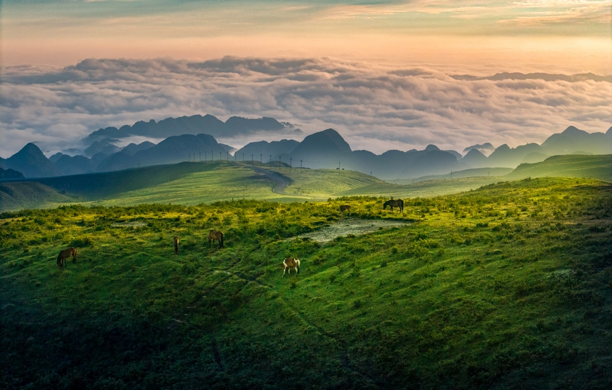 7月6日，牧群在贵州省毕节市赫章县阿西里西大草原觅食。廖恩来摄