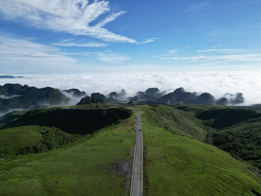 7月6日，牧群在贵州省毕节市赫章县阿西里西大草原觅食。尹生浪摄
