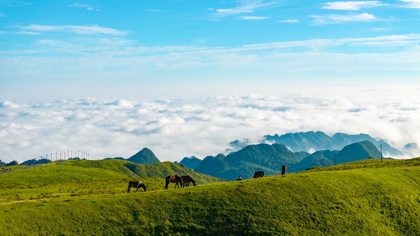 7月6日，牧群在贵州省毕节市赫章县阿西里西大草原觅食。张荣升摄