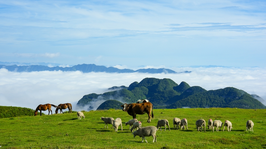 7月6日,牧群在貴州省畢節市赫章縣阿西裡西大草原覓食。張榮升攝